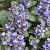 Ajuga reptans Pot 9 cm