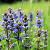 Ajuga reptans 'Atropurpurea' Pot 9 cm