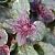 Ajuga reptans 'Burgundy Glow' Pot 9 cm