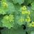 Alchemilla mollis Pot 9 cm
