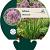 Allium 'Millenium' Pot 9 cm