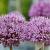Allium 'Millenium' Pot 9 cm