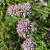 Allium senescens Pot 9 cm