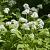 Allium ursinum Pot 9 cm