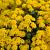 Alyssum montanum Pot 9 cm