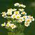 Anacyclus pyrethrum depressus Pot 9 cm