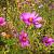 Anemone h. 'Prinz Heinrich' Pot 9 cm