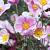 Anemone h. 'September Charm' Pot 9 cm