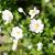 Anemone hyb. 'Andrea Atkinson' Pot 9 cm