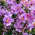 Anemone hyb. 'Hadspen Abundance' Pot 9 cm