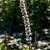 Actaea simp. 'Brunette' Pot 9 cm