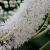 Actaea simp. 'White Pearl' Pot 9 cm