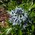 Amsonia tabernaemontana salicifolia Pot 9 cm