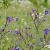 Anchusa azurea 'Loddon Royalist' Pot 9 cm