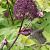 Angelica gigas Pot 9 cm