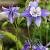 Aquilegia f. 'Ministar' Pot 9 cm