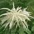 Aruncus dioicus Pot 9 cm