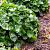 Asarum europaeum Pot 9 cm