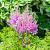 Astilbe (A) 'Amethyst' Pot 9 cm
