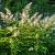 Astilbe (J) 'Deutschland' Pot 9 cm