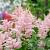Astilbe (J) 'Europa' Pot 9 cm