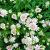 Astrantia major Pot 9 cm