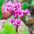 Bergenia cordifolia 'Purpurea' Pot 9 cm
