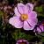 Anemone hyb. 'Serenade' Pot 9 cm
