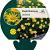 Buphthalmum salicifolium Pot 9 cm