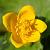 Caltha palustris Pot 9 cm