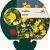 Caltha palustris Pot 9 cm