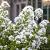 Campanula lact. 'White Pouffe' Pot 9 cm
