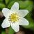 Anemone nemorosa Pot 9 cm