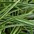 Carex morrowii 'Ice Dance' Pot 9 cm