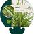 Carex morrowii 'Ice Dance' Pot 9 cm