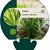 Carex morrowii 'Irish Green' Pot 9 cm
