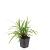 Carex morrowii 'Irish Green' Pot 9 cm