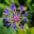 Centaurea montana 'Coerulea' Pot 9 cm
