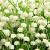 Convallaria majalis Pot 9 cm