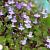 Cymbalaria muralis Pot 9 cm