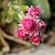 Antennaria dioica 'Rubra' Pot 9 cm