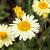 Anthemis hyb. 'E.C. Buxton' Pot 9 cm