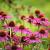 Echinacea p. 'Rubinstern' Pot 9 cm