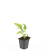 Echinacea p. 'White Swan' Pot 9 cm