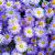 Erigeron 'Azure Beauty' Pot 9 cm