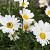 Anthemis hyb. 'Sauce Hollandaise' Pot 9 cm