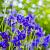 Aquilegia vulgaris Pot 9 cm