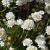 Armeria mar. 'Alba' Pot 9 cm