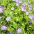 Geranium himalayense Pot 9 cm