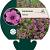 Geranium 'Patricia' Pot 9 cm